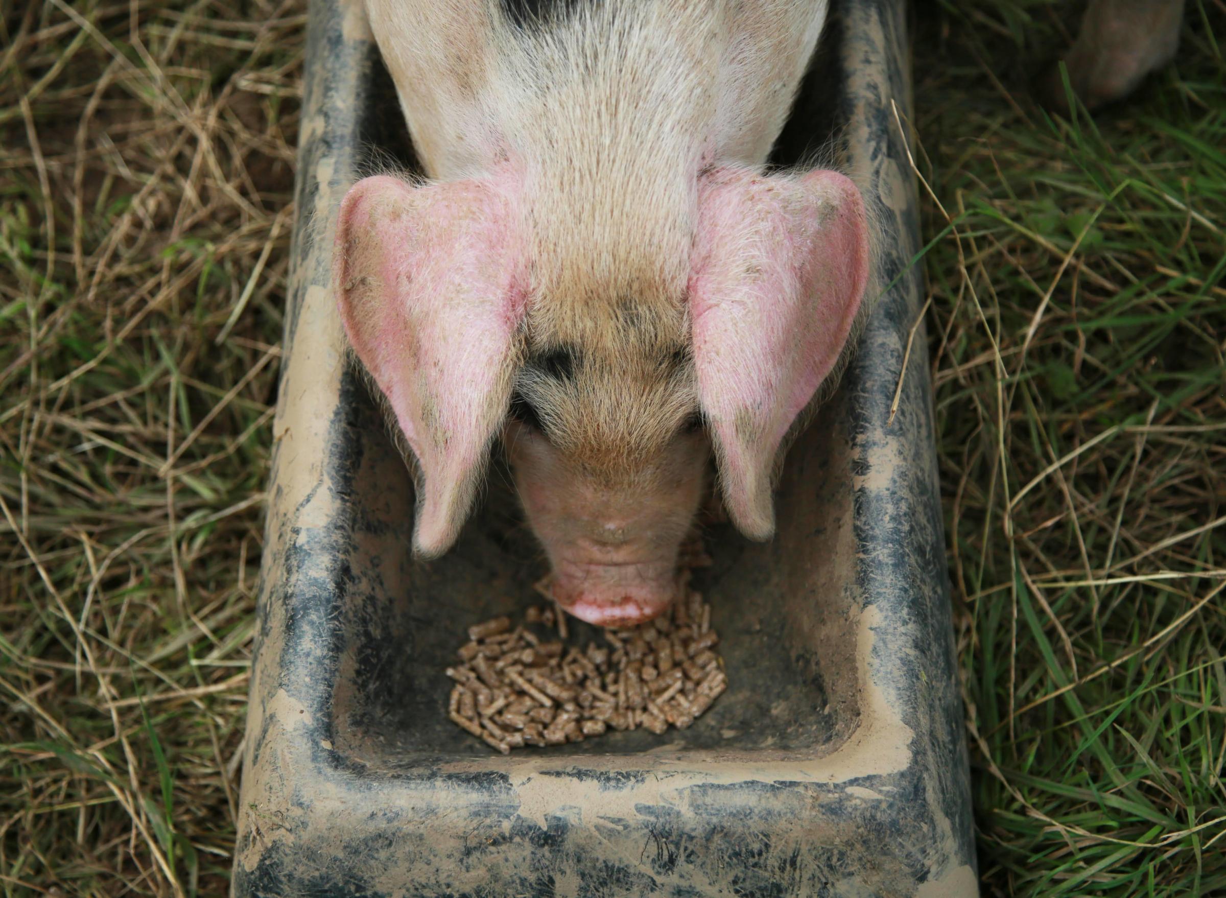 Why do some people believe the saying the word pig is unlucky? Picture: SARAH CALDECOTT