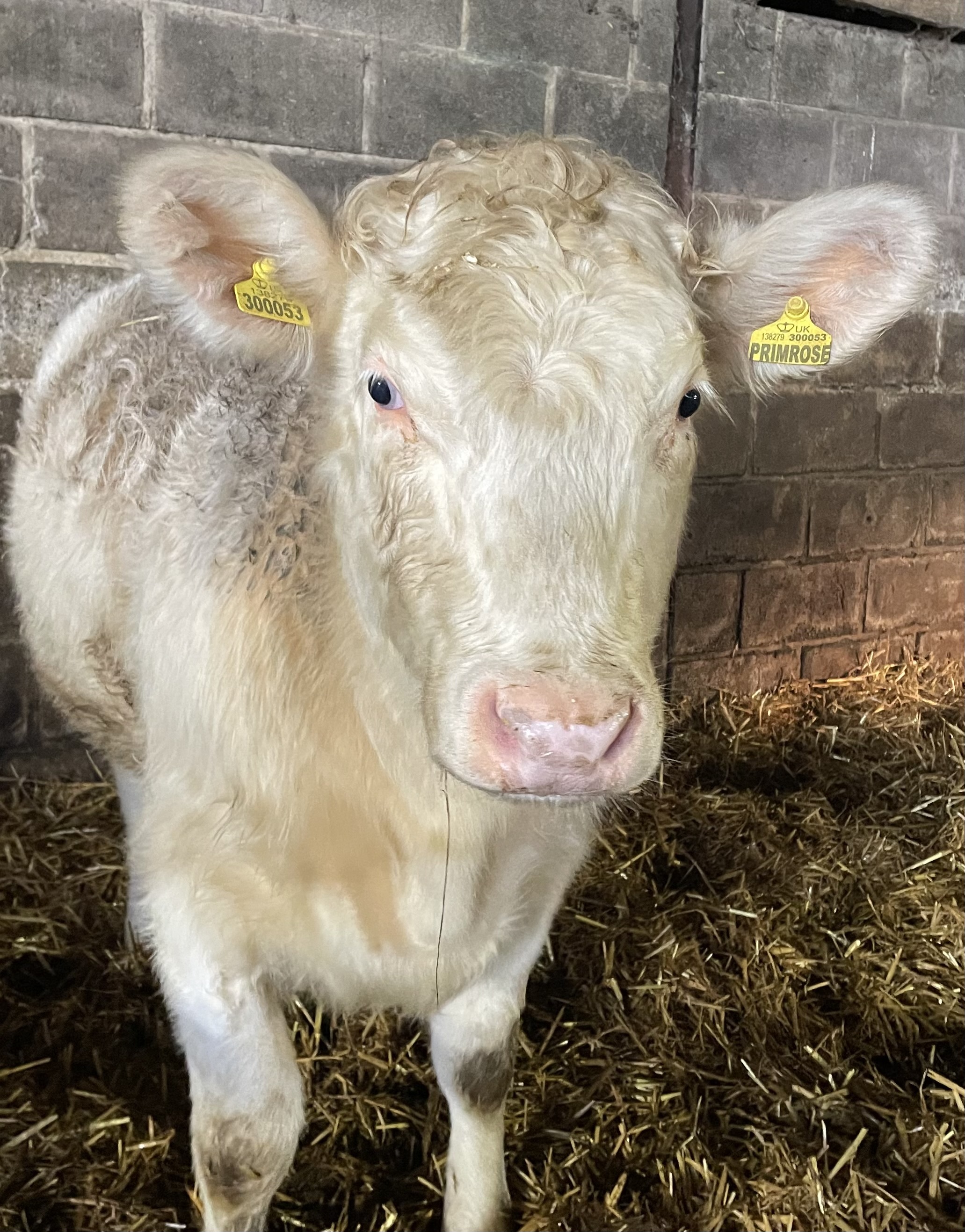 Primrose the cow, which is to be auctioned off for St Leonards Hospice