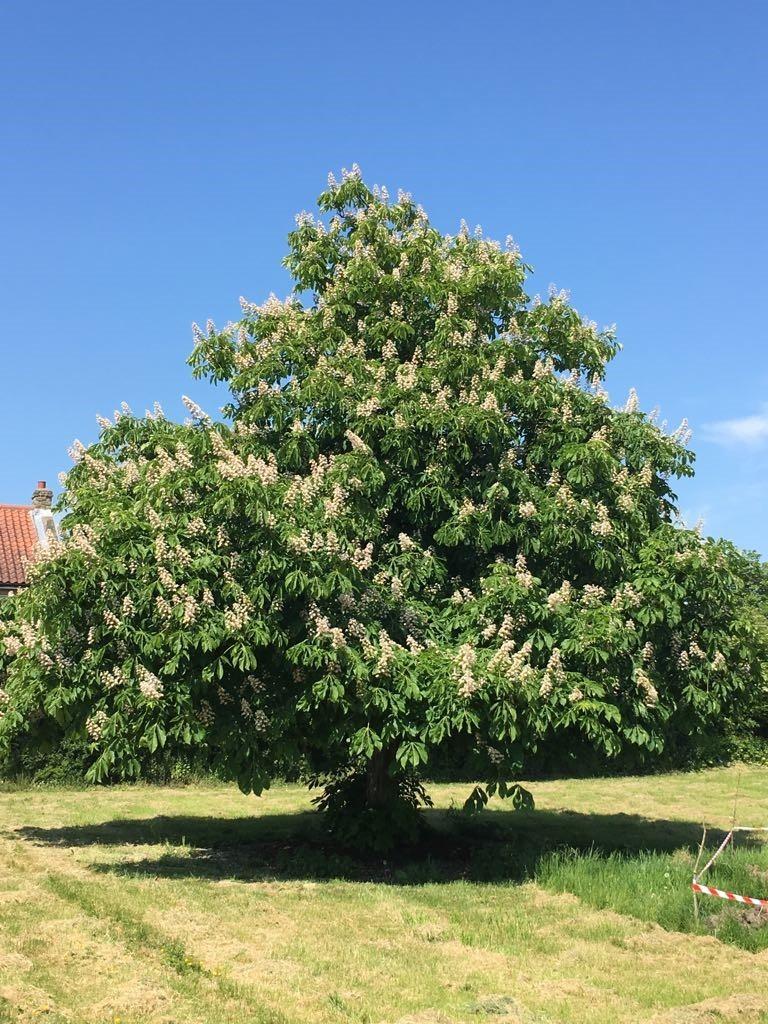 Countryman S Daughter The Horse Chestnut Tree Is Truly Stunning Darlington And Stockton Times